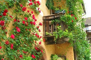 南亞文化的特點(diǎn)？